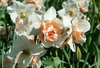 Bio narcis replete 5 bollen - afbeelding 2