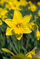Bio narcis rijnvelds early sensation 5 bollen - afbeelding 2