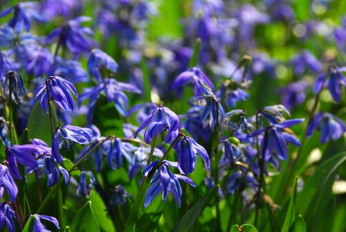 Bio scilla siberica 10 bollen oud - afbeelding 2