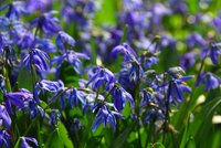 Bio scilla siberica 10 bollen oud - afbeelding 2