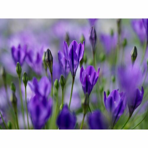 Bio Triteleia corrina 10 bollen - afbeelding 2