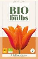 Bio tulp ballerina 7 bollen - afbeelding 3