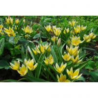 Bio tulp dasystemon tarda 7 bollen - afbeelding 2