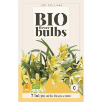 Bio tulp dasystemon tarda 7 bollen - afbeelding 1