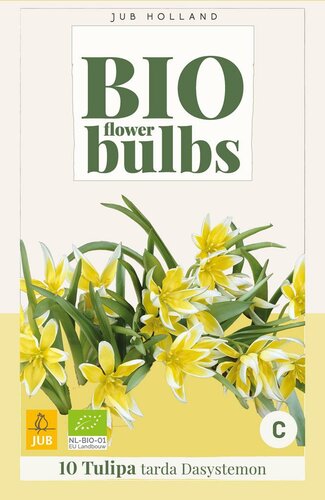 Bio tulp dasystemon tarda 7 bollen - afbeelding 3