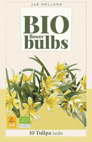 Bio tulp dasystemon tarda 7 bollen - afbeelding 1