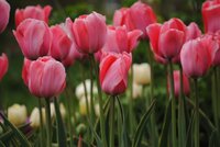 Bio tulp design impression 7 bollen - afbeelding 3