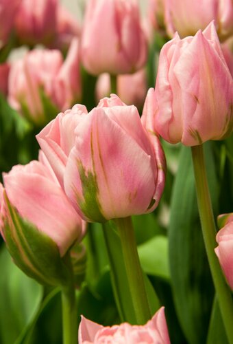 Bio tulp dreamer 5 bollen - afbeelding 2