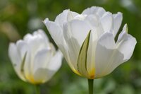 Bio tulp exotic emperor 7 bollen - afbeelding 3
