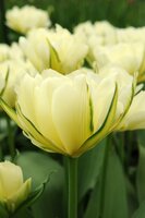 Bio tulp exotic emperor 7 bollen - afbeelding 2