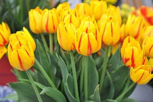 Bio tulp freedom flame 7 bollen - afbeelding 2