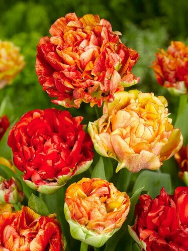 Bio tulp gudoshnik double 7 bollen - afbeelding 2