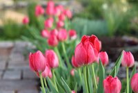 Bio tulp Judith Leyster 7 bollen - afbeelding 2