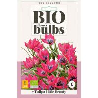 Bio tulp Little Beauty 7 bollen - afbeelding 1