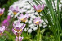 Bio tulp saxatilis 10 bollen - afbeelding 3