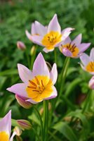 Bio tulp saxatilis 10 bollen - afbeelding 2