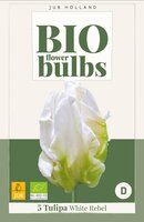 TULP WHITE REBEL