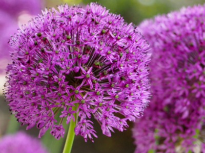 Biologische allium