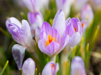 Biologische crocussen