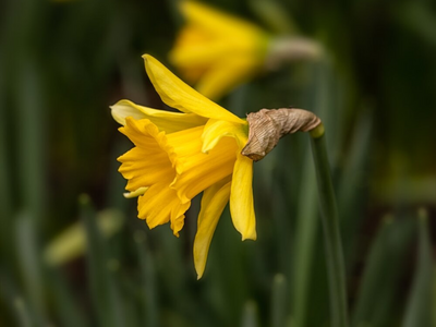 Biologische narcissen