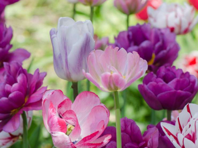 Biologische tulpen