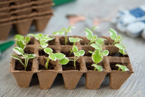 Nature biopottrays 5 cm set 6 trays - afbeelding 2