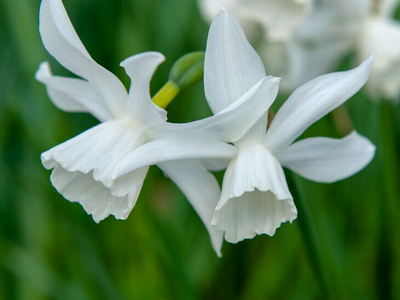 Botanische narcissen