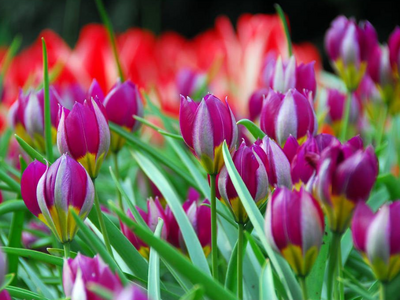 Botanische tulpen