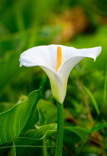 Calla aethiopica - afbeelding 2