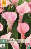 Calla strawberry blush