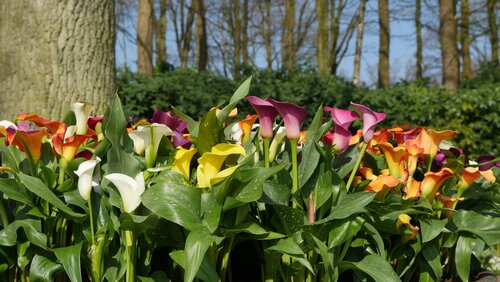 Calla Zantedeschia pastel mix - afbeelding 2