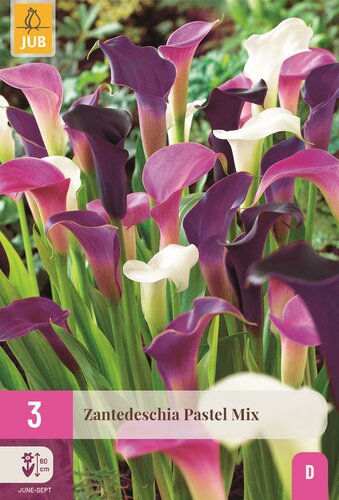 Calla Zantedeschia pastel mix