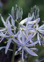 Camassia Cusickii 2 bollen - afbeelding 2