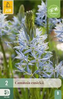 Camassia Cusickii 2 bollen - afbeelding 3