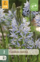 Camassia Cusickii 2 bollen