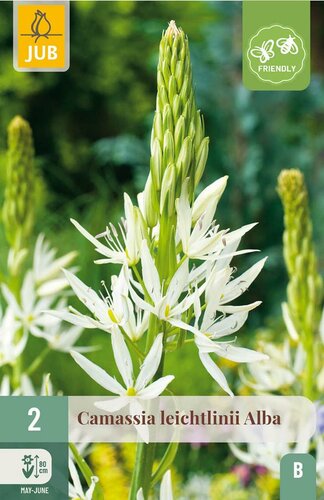 Camassia leichtlinii alba 2 bollen - afbeelding 3