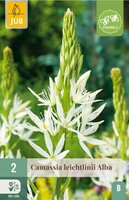 Camassia leichtlinii alba 2 bollen - afbeelding 3