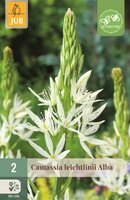 CAMASSIA LEICHTLINII ALBA