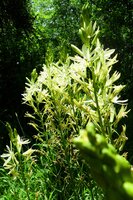 CAMASSIA LEICHTLINII ALBA