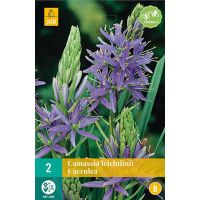 Camassia leichtlinii caerulea 2 bollen - afbeelding 1