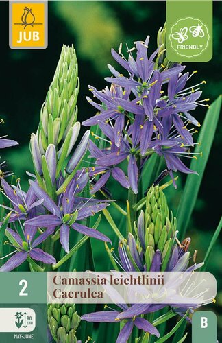 Camassia leichtlinii caerulea 2 bollen - afbeelding 3