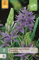 Camassia leichtlinii caerulea 2 bollen