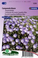 Campanula Carpatica Coerulea zaden Klokjesbloem