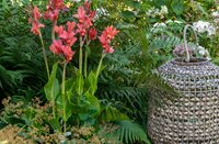 Canna city of Portland - afbeelding 2