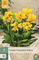 Canna cleopatra yellow