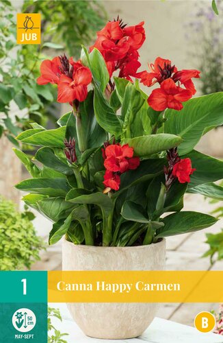 Canna happy carmen