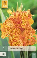 Canna Picasso