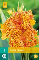 Canna Picasso - afbeelding 2