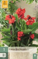 Canna red beauty