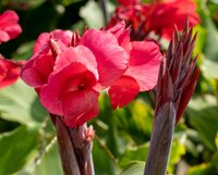 Canna red beauty - afbeelding 2